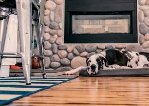 Flooring for Dogs Flooring for Dogs