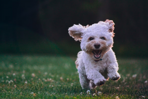 A dog running in on grass A dog running in on grass